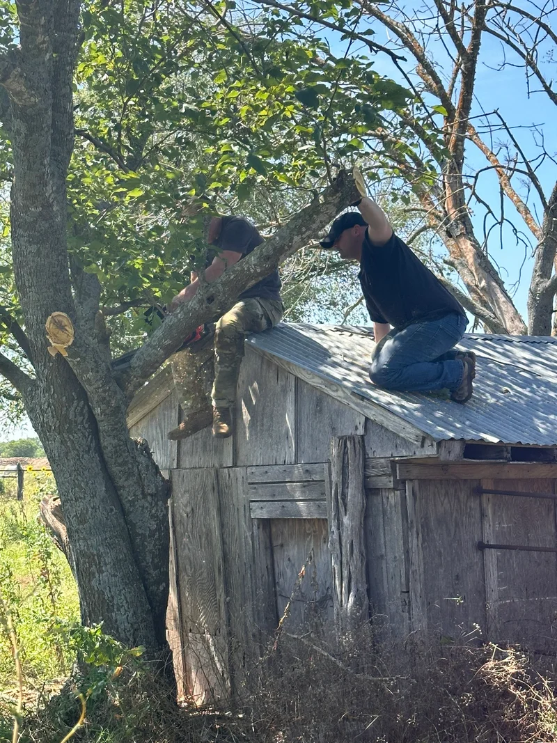 Assisting horse rescue with tree damages Seems sketchy