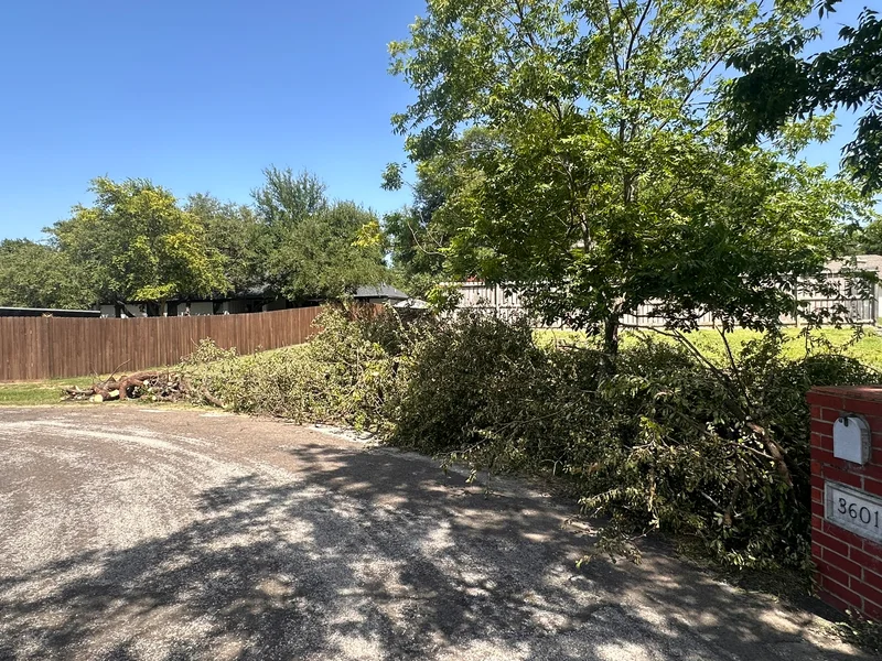 BrushFromBritsTree tornadoRelief2024