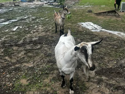 Sandy Creek Strong- Leander Flood Relief