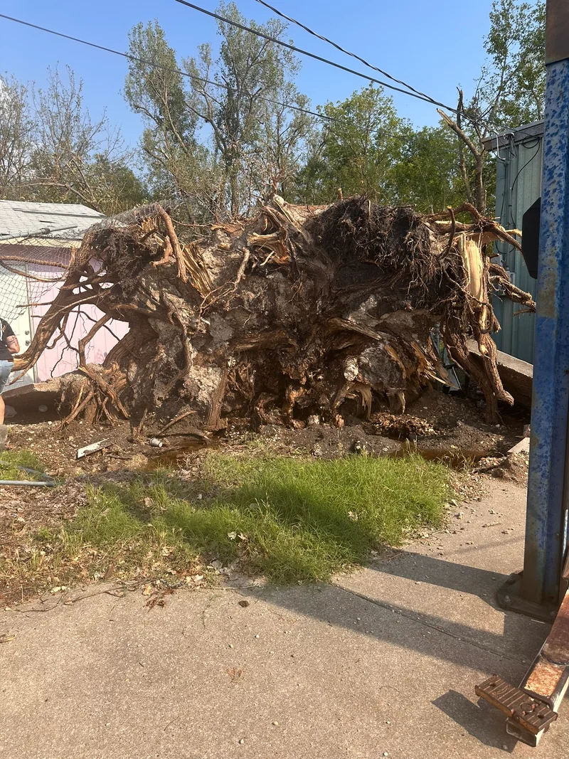 TempleTornado destruction massivetreedown Brit sizecomparisson rootball.J