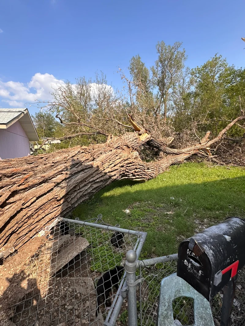 TempleTornado destruction massivetreedown Brit sizecomparisson4.J